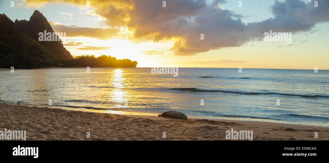 Hawaiianische Mönchsrobbe liegt in der Nähe von Tunnels Beach in Haena, Kauai bei Sonnenuntergang Stockfoto