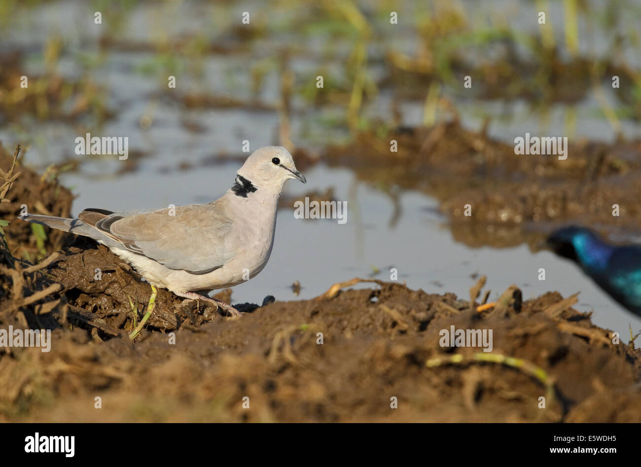 Ring-necked Taube (Streptopelia Capicola SSP. Capicola) auf dem Boden Stockfoto