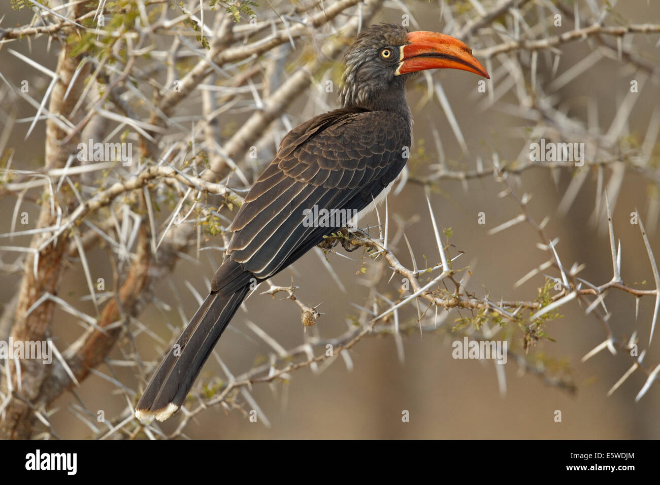 Gekröntes Hornbill (Tockus Alboterminatus), Stockfoto