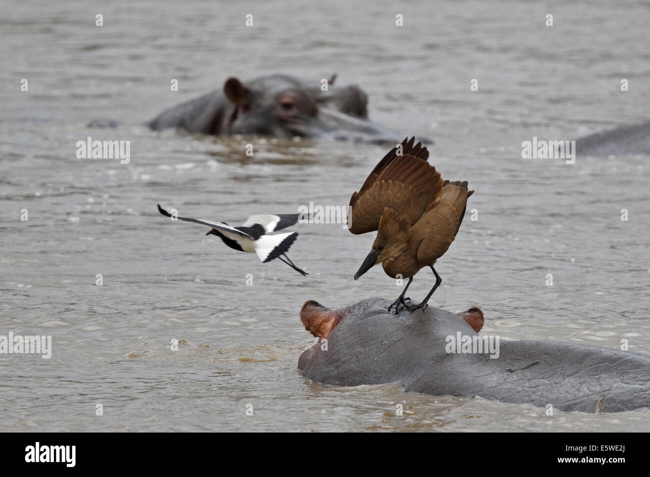Schmied Kiebitz angreifen Hamerkop stehen auf der Rückseite ein Nilpferd Stockfoto