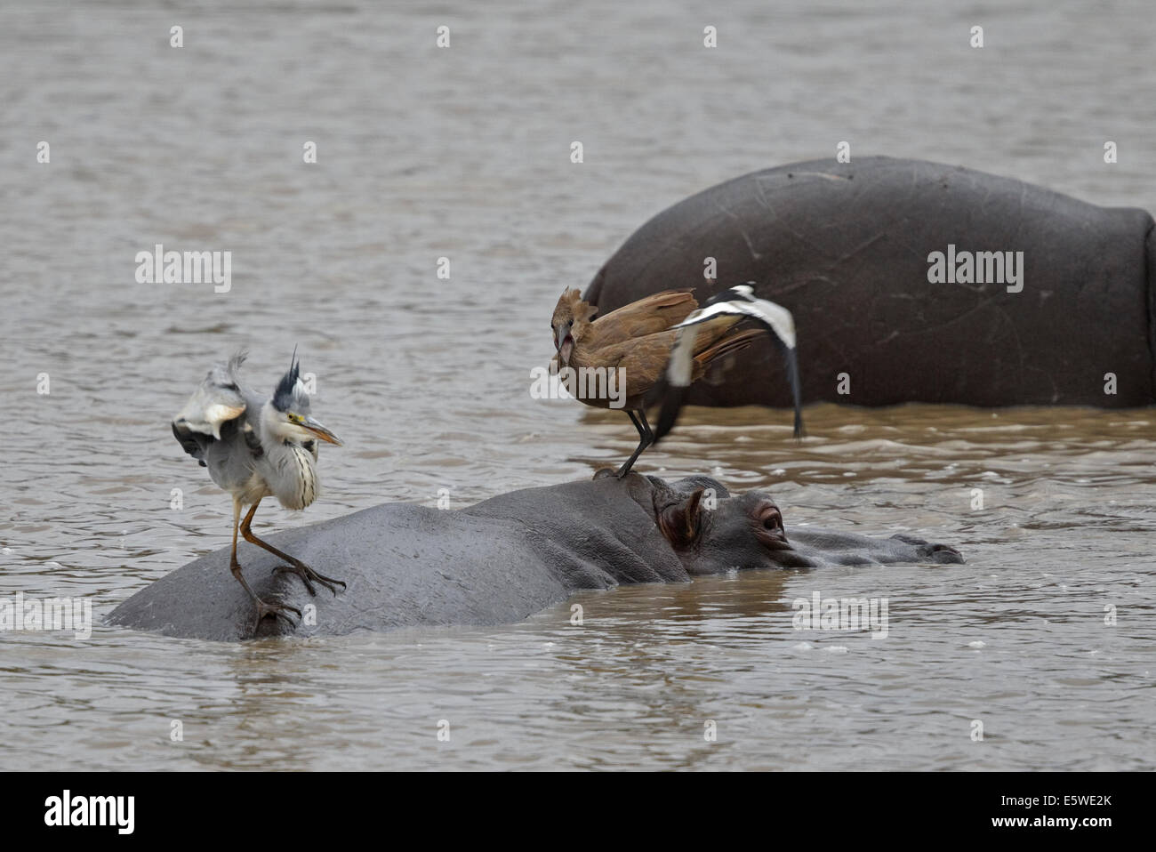 Schmied Kiebitz angreifenden Graureiher und Hamerkop stehen auf der Rückseite ein Nilpferd Stockfoto