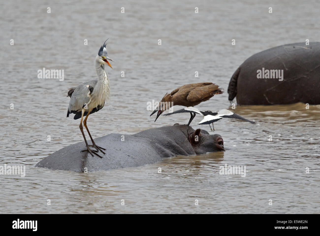 Schmied Kiebitz angreifenden Graureiher und Hamerkop stehen auf der Rückseite ein Nilpferd Stockfoto