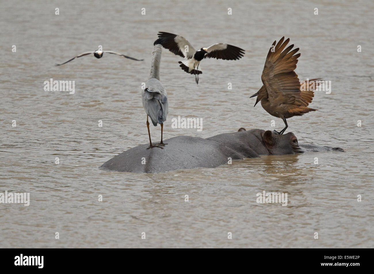 Schmied Kiebitz angreifenden Graureiher und Hamerkop stehen auf der Rückseite ein Nilpferd Stockfoto