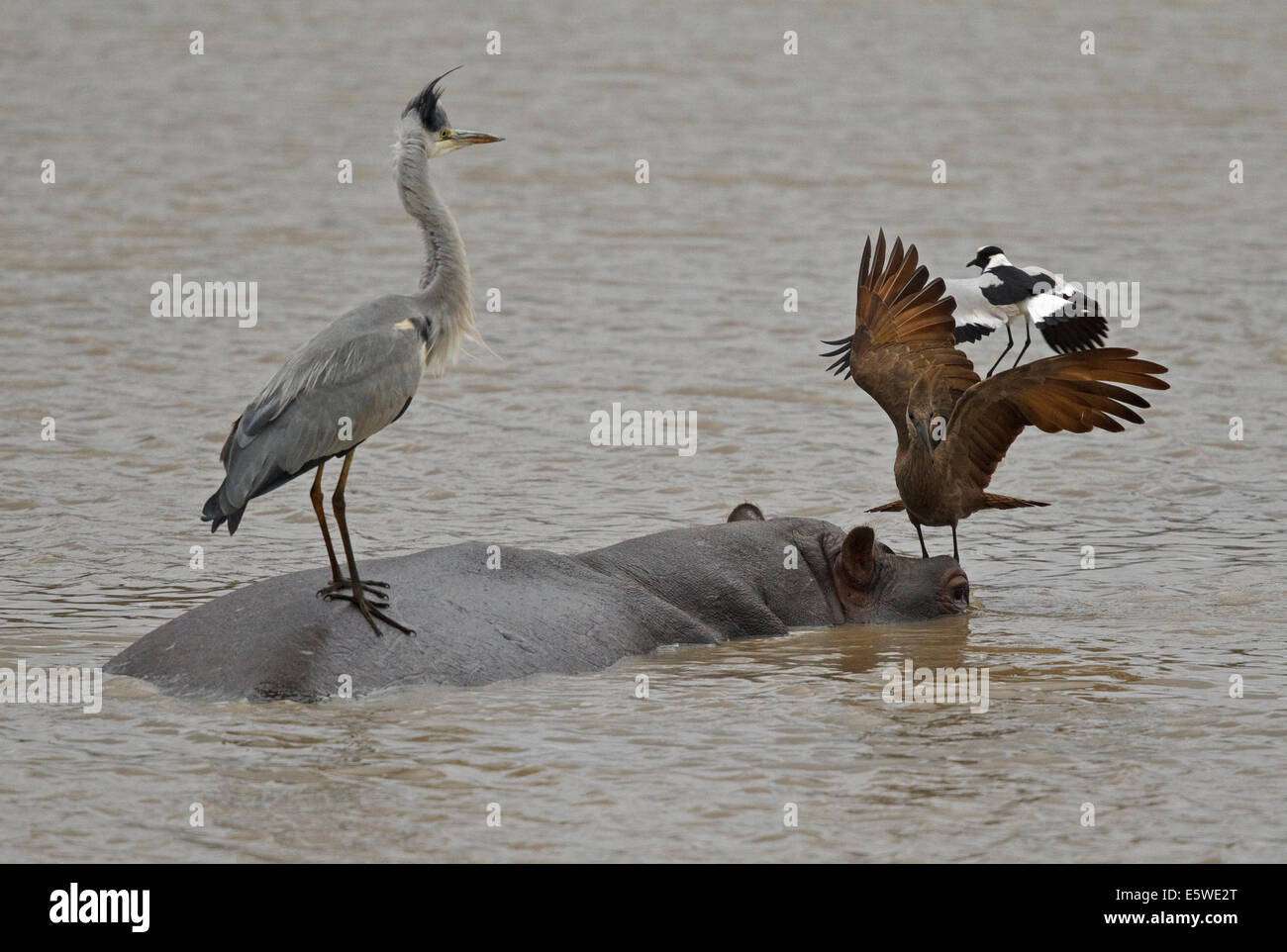 Schmied Kiebitz angreifenden Graureiher und Hamerkop stehen auf der Rückseite ein Nilpferd Stockfoto