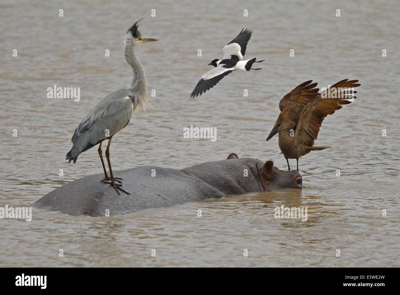 Schmied Kiebitz angreifenden Graureiher und Hamerkop stehen auf der Rückseite ein Nilpferd Stockfoto