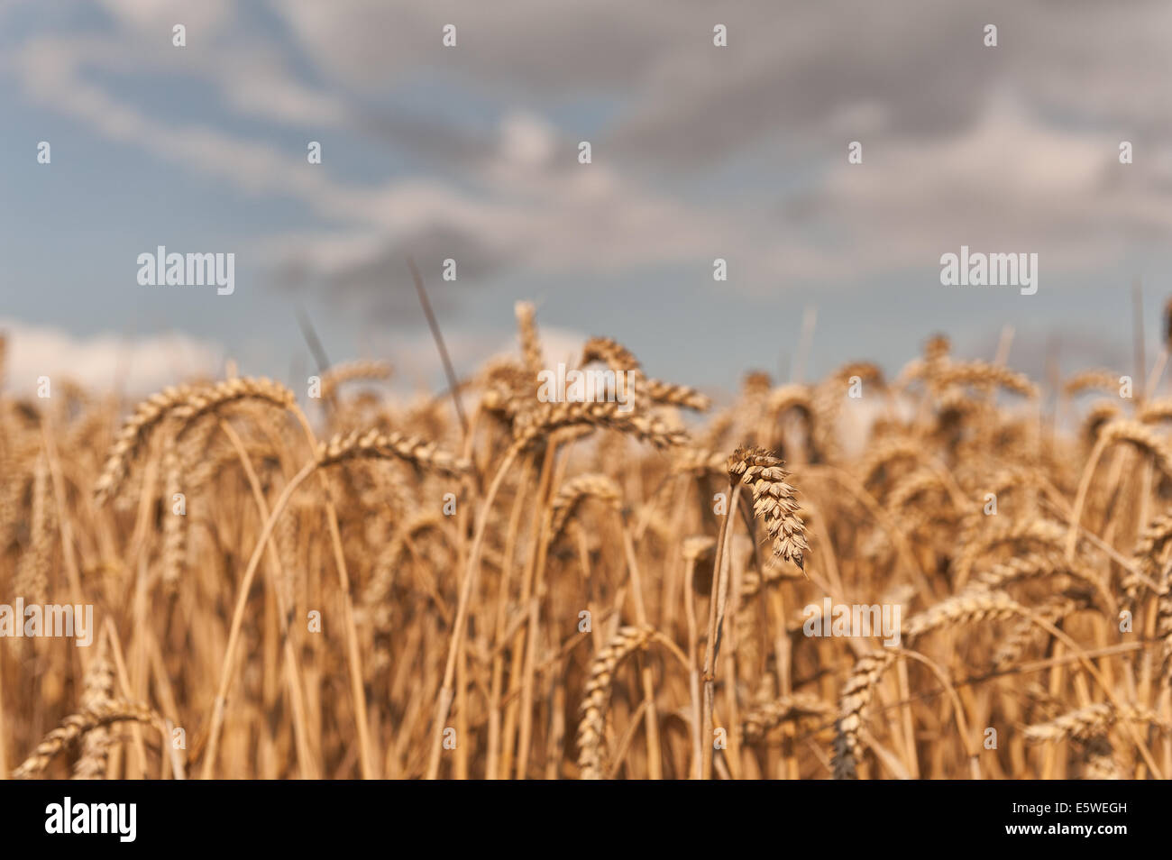 weite Felder der Weizen reif für die Ernte im Garten von Kent in der Nähe von Headcorn mit einigen bedrohlichen Regenwolken optimal geschnitten werden Stockfoto