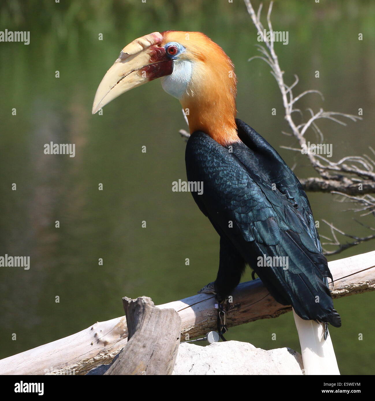 Nahaufnahme einer männlichen Blyth Hornbill oder Papua Hornbill (Rhyticeros Plicatus) Stockfoto