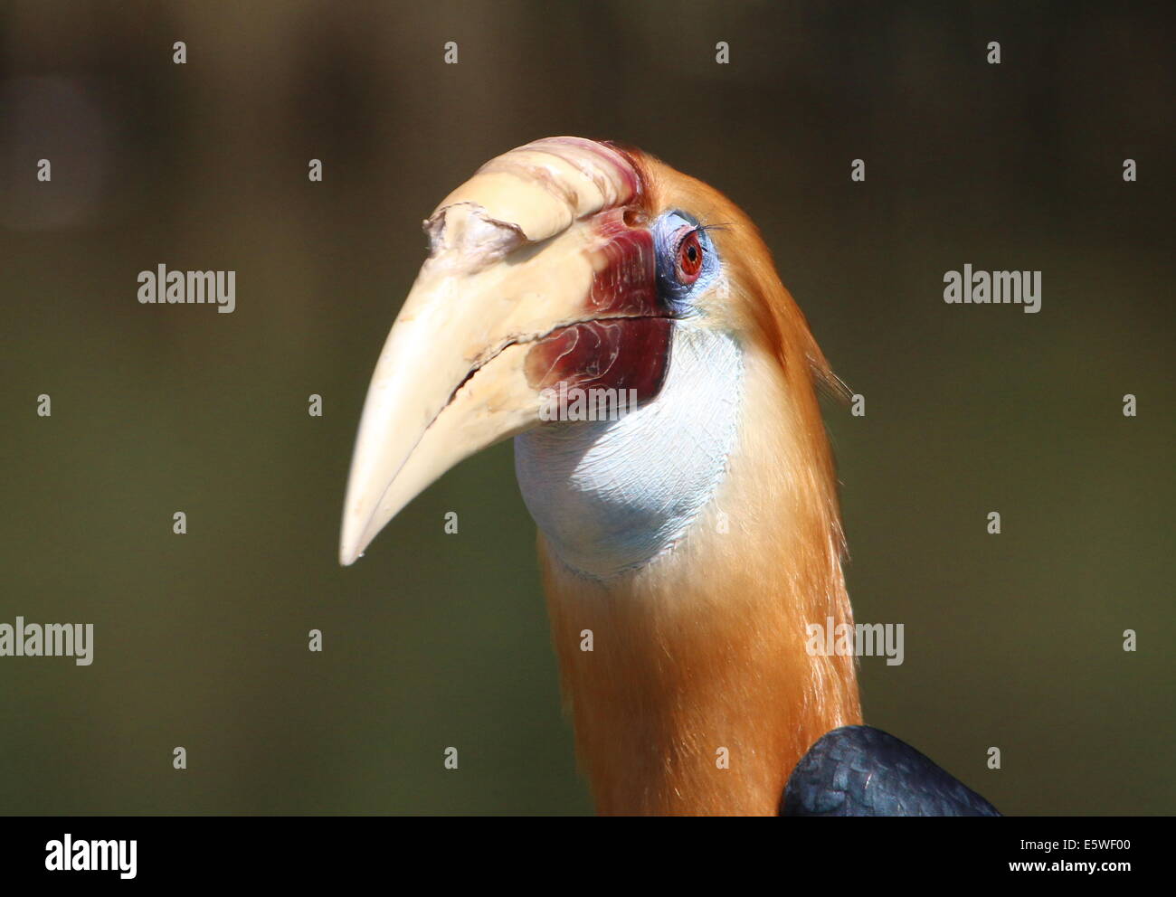 Nahaufnahme der Nashornvogel oder Papua Hornbill (Rhyticeros Plicatus) vor der Kamera eine feurige männlichen Blyth Stockfoto