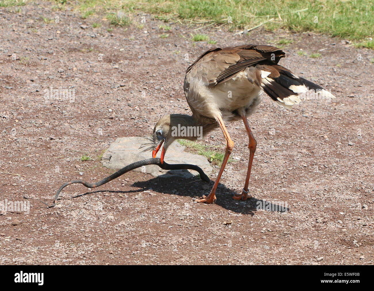 South American rotbeinige Seriema oder crested Cariama (Cariama Cristata) beschäftigt "töten" eine Spielzeug aus Plastik Schlange während einer Vogel-show Stockfoto