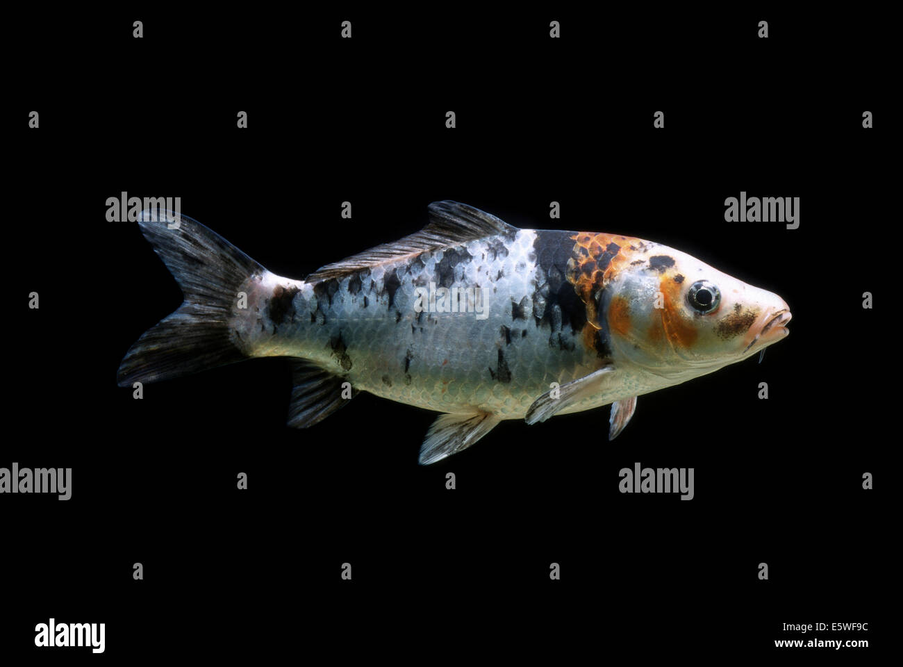 Ornamentale Koi-Karpfen, Karpfen (Cyprinus Carpio Carpio), Gefangenschaft, Frankreich Stockfoto