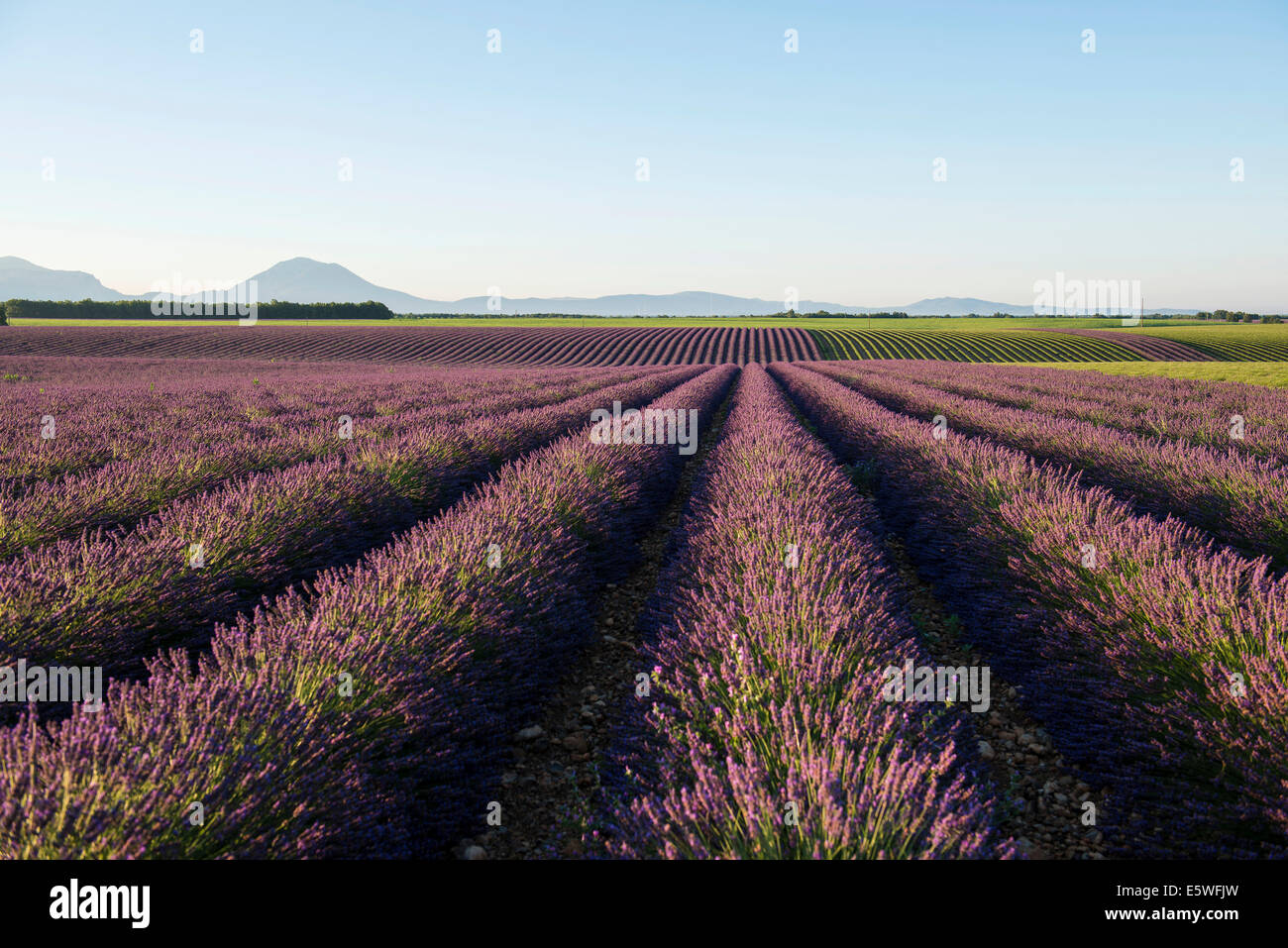 Lavendel Feld, Plateau de Valensole in Valensole, Provence, Provence-Alpes-Côte d ' &#39; Azur, Frankreich Stockfoto