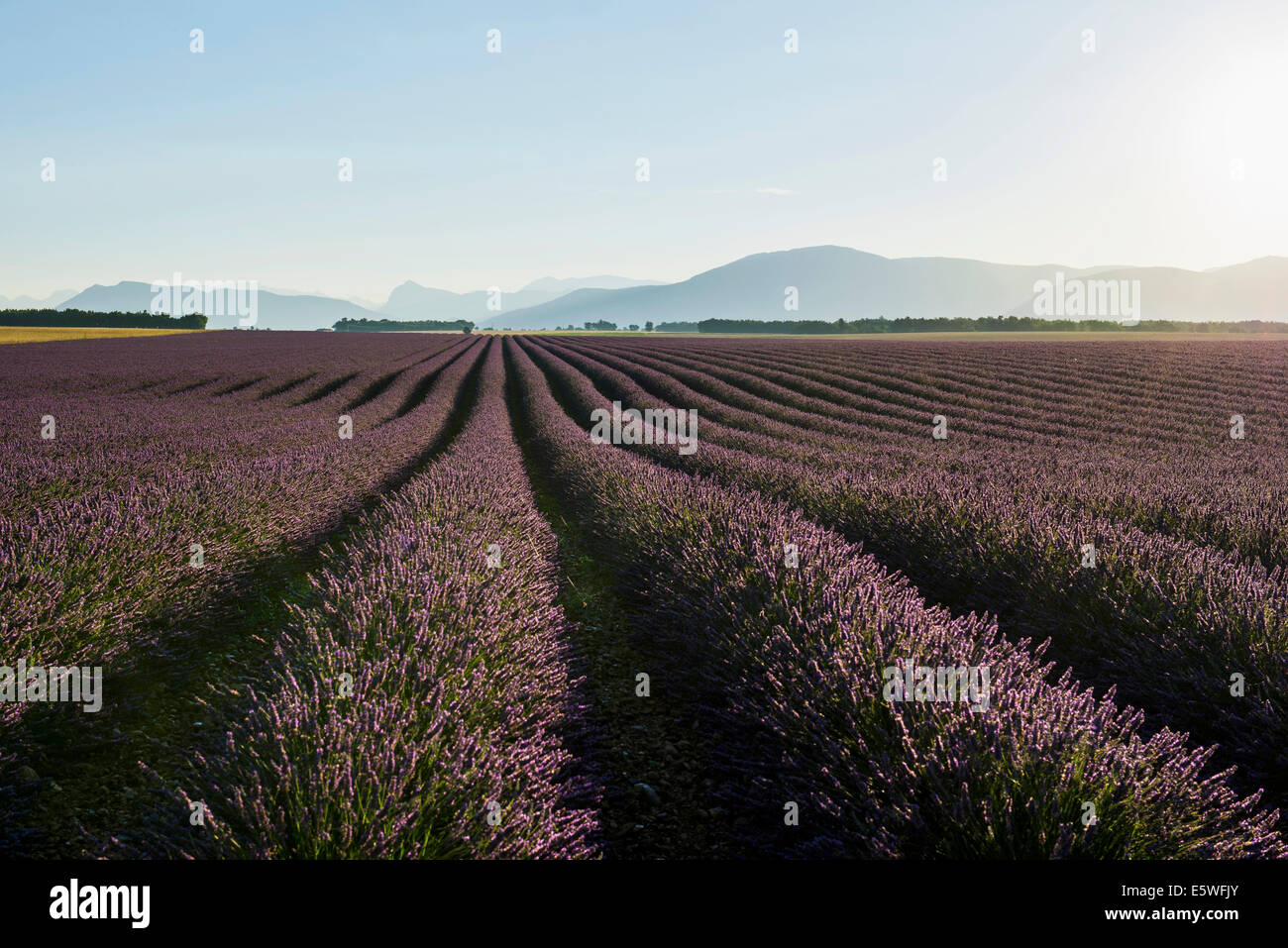 Lavendel Feld, Plateau de Valensole in Valensole, Provence, Provence-Alpes-Côte d ' &#39; Azur, Frankreich Stockfoto
