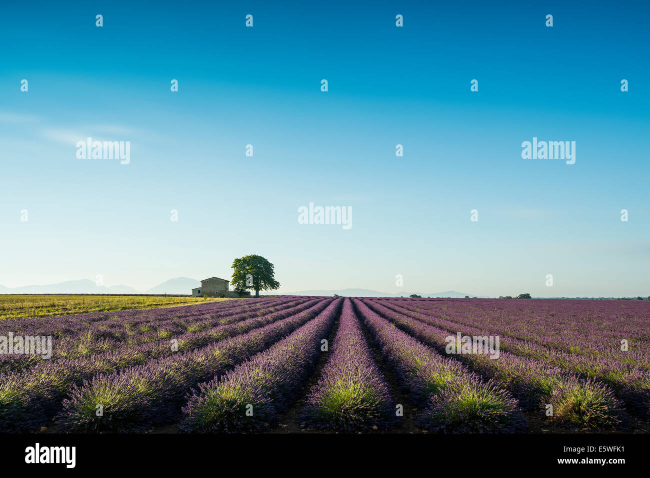 Lavendel Feld, Plateau de Valensole in Valensole, Provence, Provence-Alpes-Côte d ' &#39; Azur, Frankreich Stockfoto