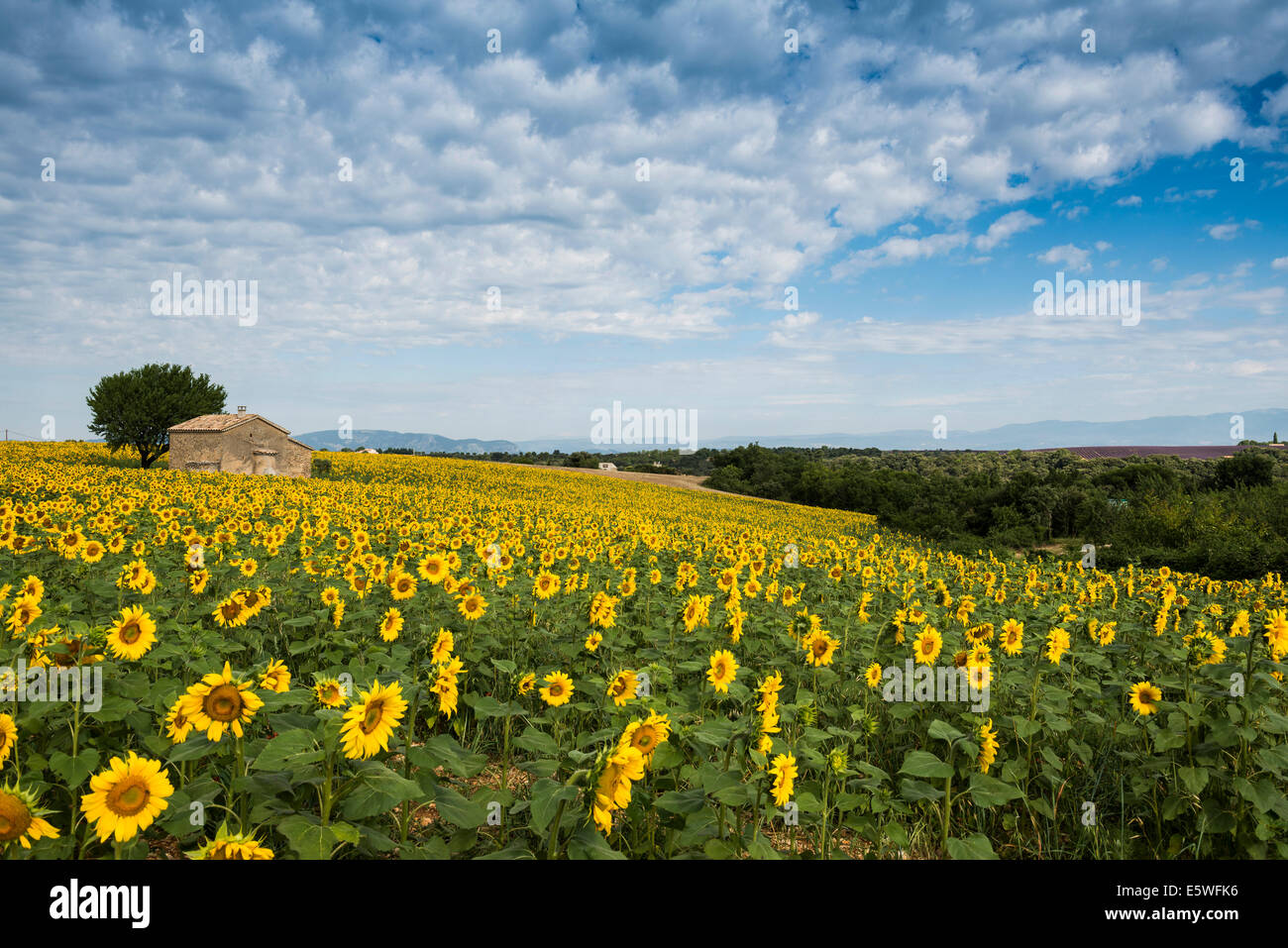 Sonnenblumenfeld und kleiner Stein Haus, Plateau de Valensole in Valensole, Provence, Provence-Alpes-Côte d ' &#39; Azur, Frankreich Stockfoto
