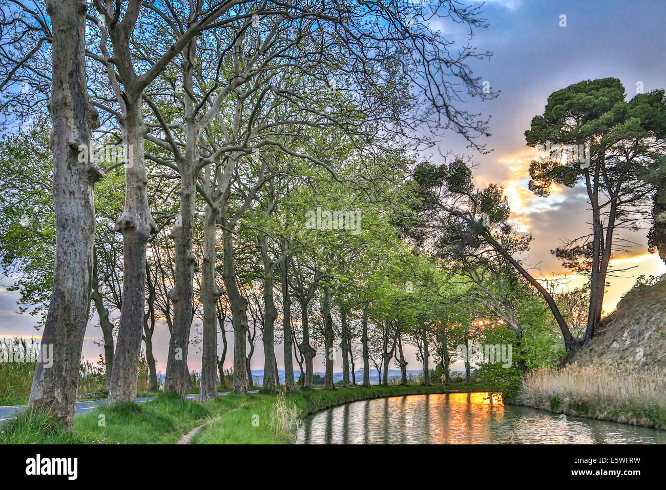 Platane-Allee auf dem Canal du Midi, Poilhes, Languedoc-Roussillon, Frankreich Stockfoto