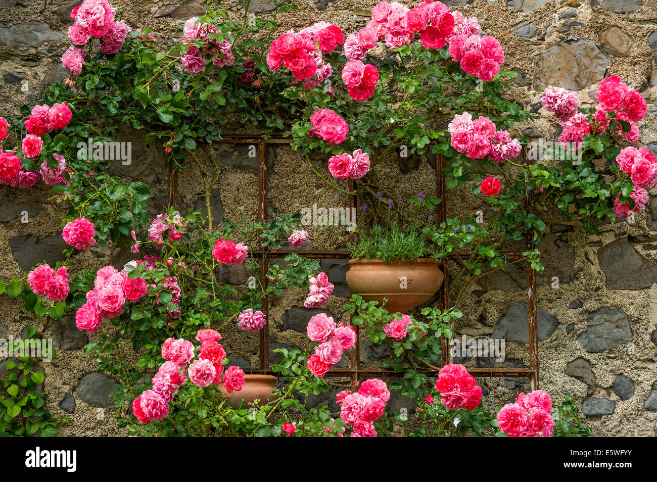 Rambler Rosen und Lavendel, Altstadt, Braunfels, Hessen, Deutschland Stockfoto