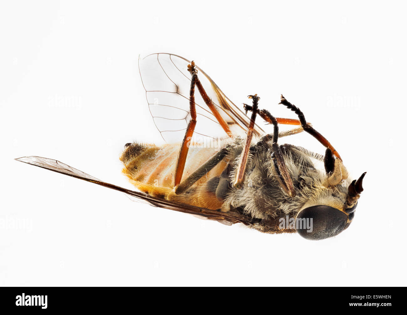 Tote Fliegen / Wespe auf dem Rücken Stockfoto