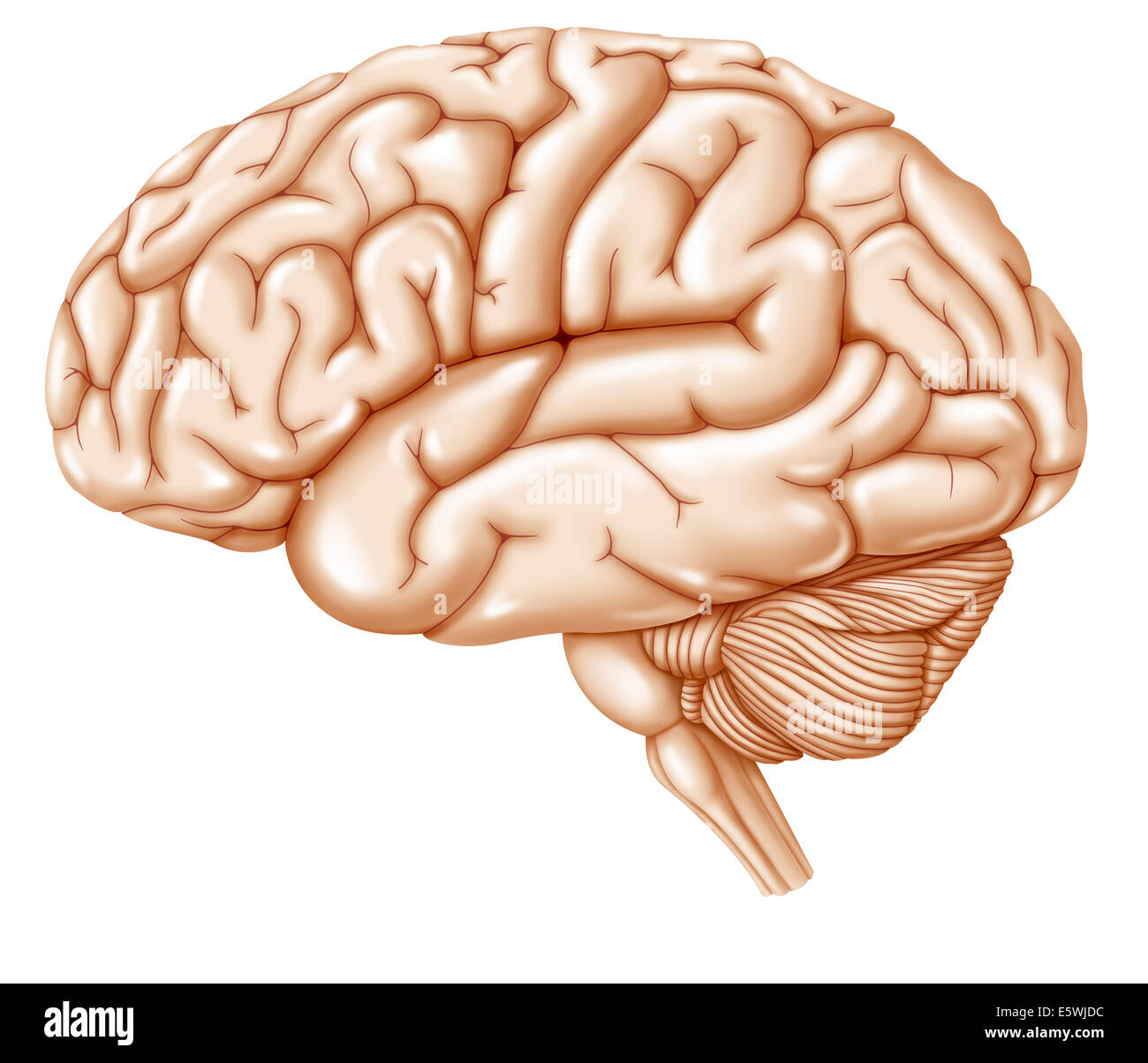 Gehirn, Zeichnung Stockfoto