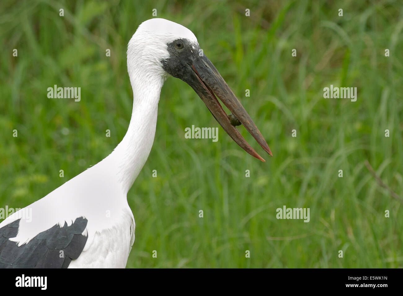Asiatischer Openbill Storch (Anastomus Oscitans) mit Schnecke im Schnabel Stockfoto