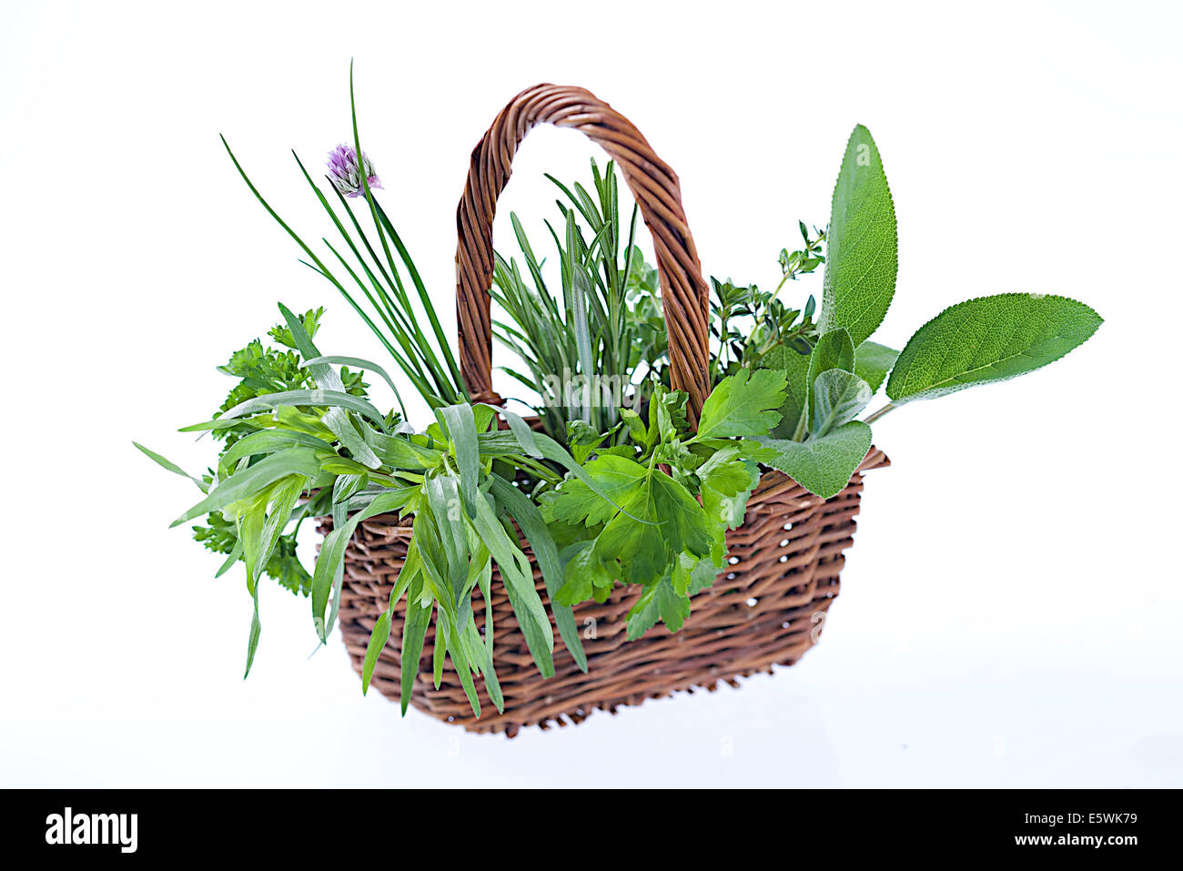 Aromatische Pflanze Stockfoto