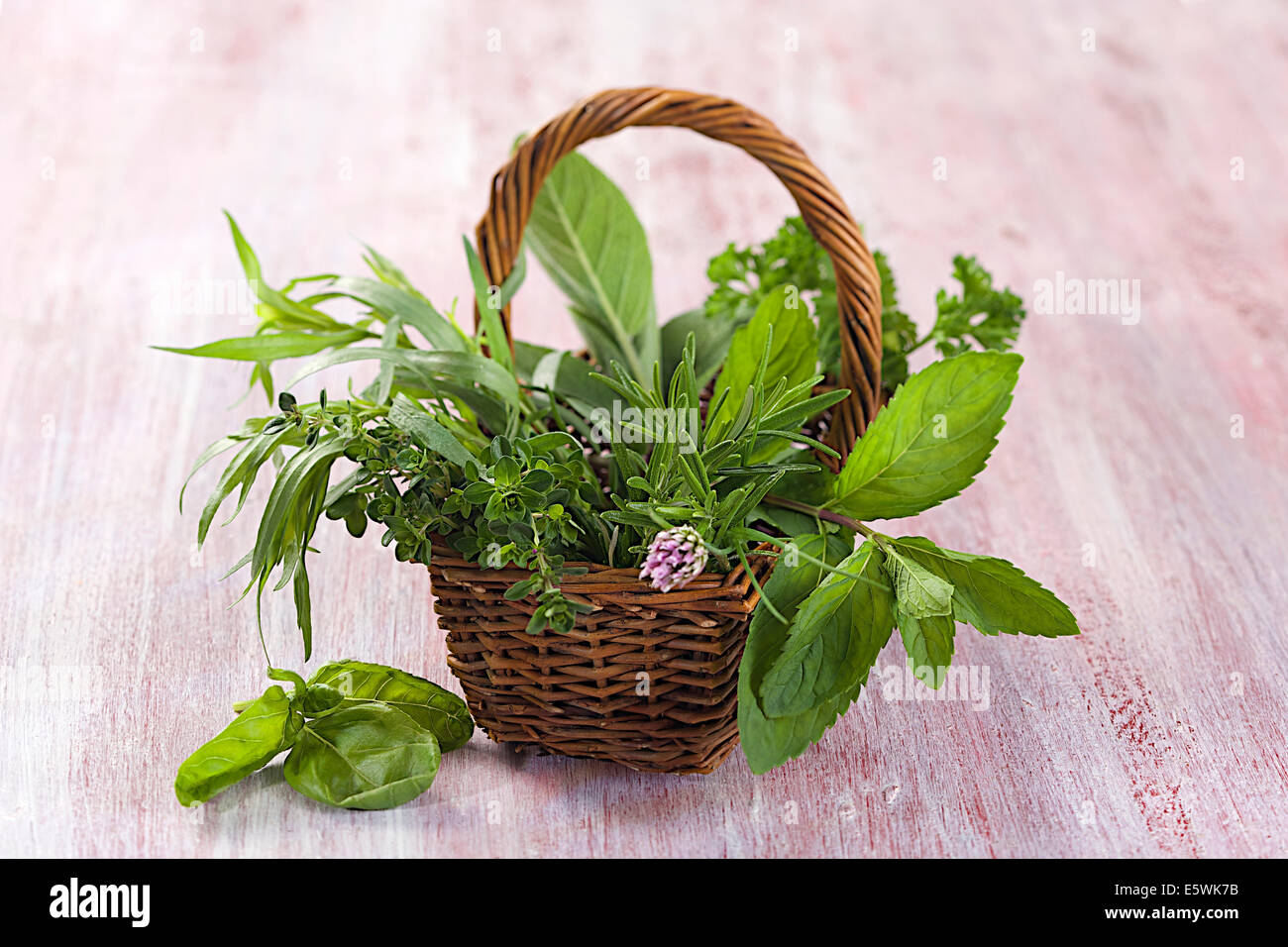 Aromatische Pflanze Stockfoto