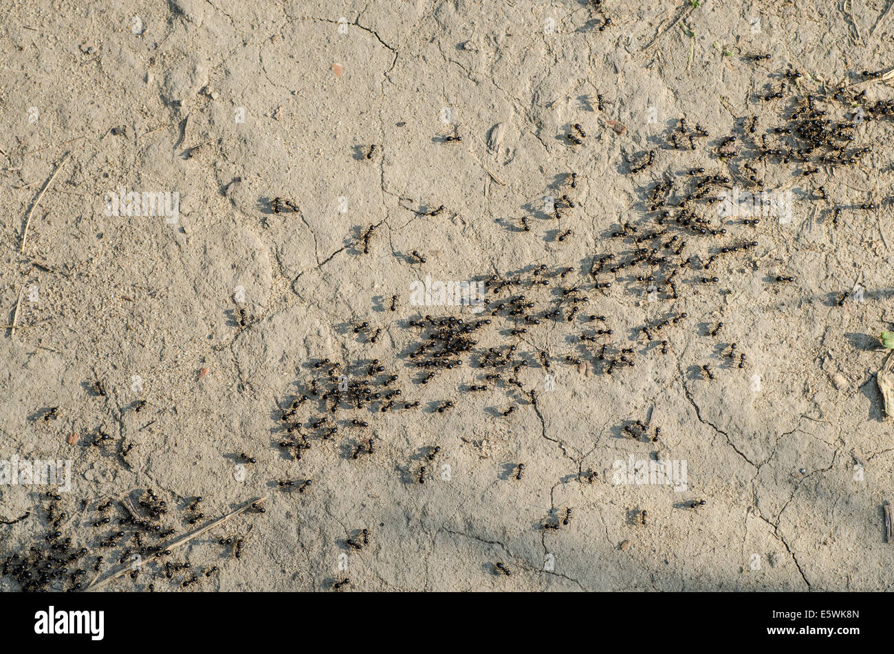 Gruppe von schwarzen Ameisen auf sandigen Untergrund Stockfoto