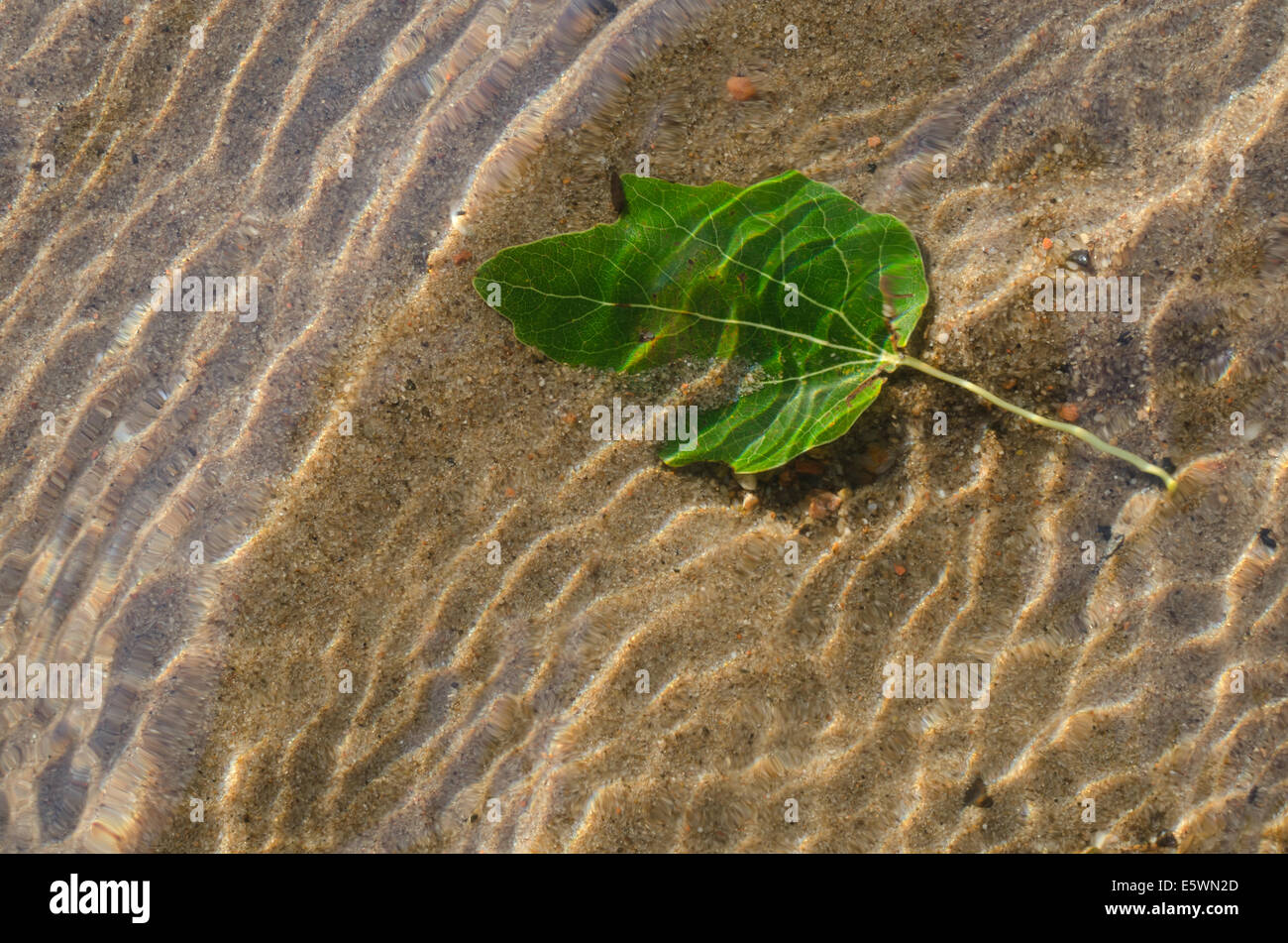 grünes Blatt auf Sand Hintergrund unter Wasser Stockfoto