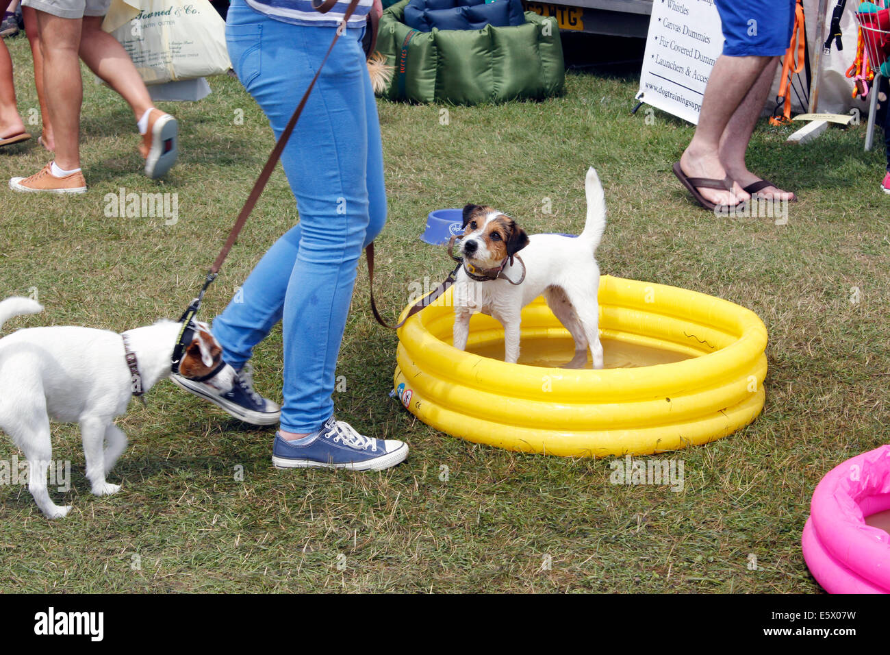 CLA Blenheim Land Spiel Fair Woodstock Oxfordshire - Hunde kühl zu halten Stockfoto