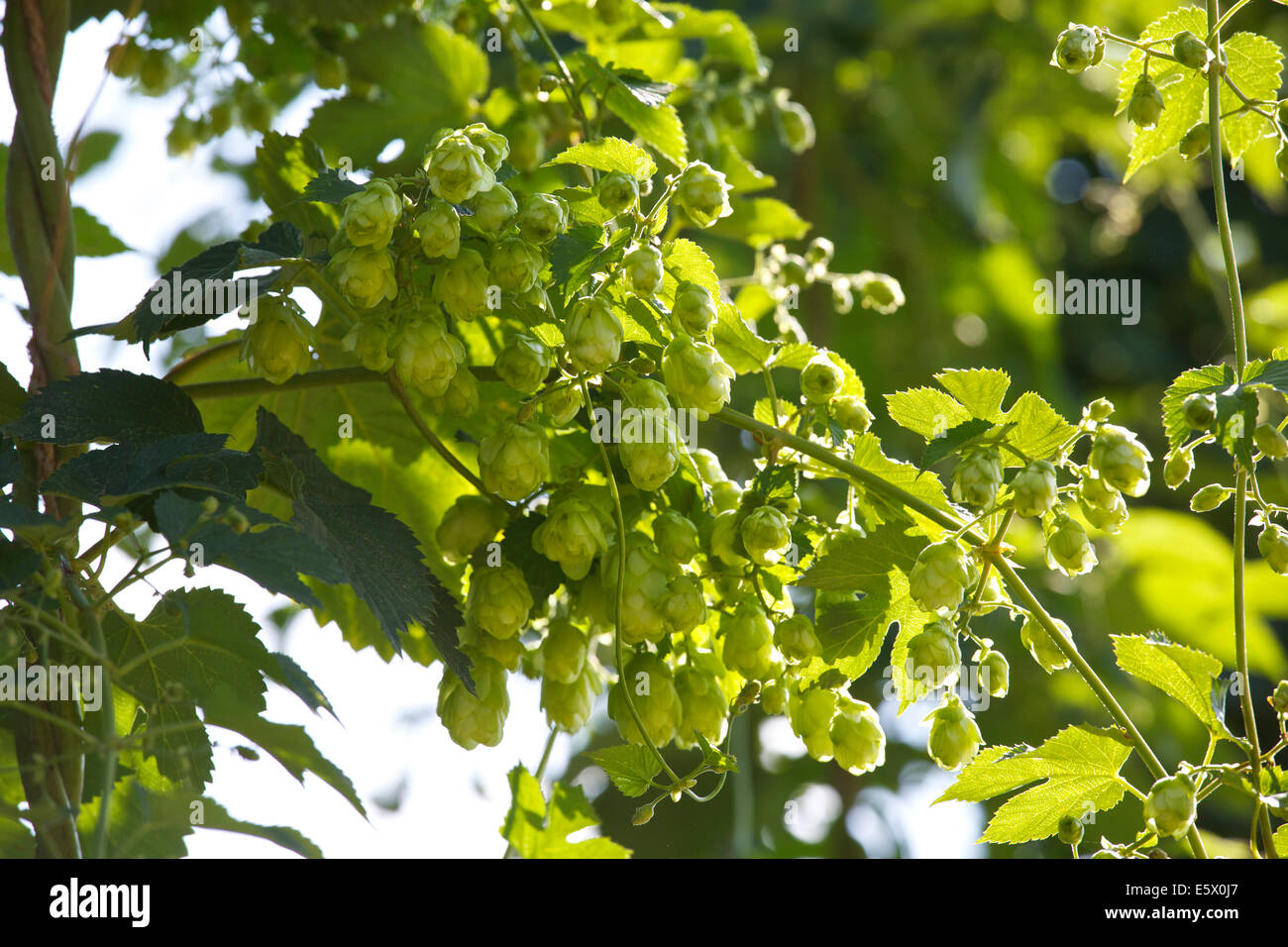 Faversham, Kent, UK 7. August 2014. Hopfen (Humulus Lupulus) Reifen in der Sonne wie ein warmer trockener Tag weiter, aber eine gelbe Warnung Wetter-Warnung für Süd-Ost für Freitag mit starkem Regen Prognose ist. Die Hopfenernte startet in den nächsten 3 bis 4 Wochen. Diese East Kent Goldings-Hopfen erhielt geschützte Ursprungsbezeichnung Status von der EU im Jahr 2013 die ersten UK-Hopfen, dies zu tun. Stockfoto