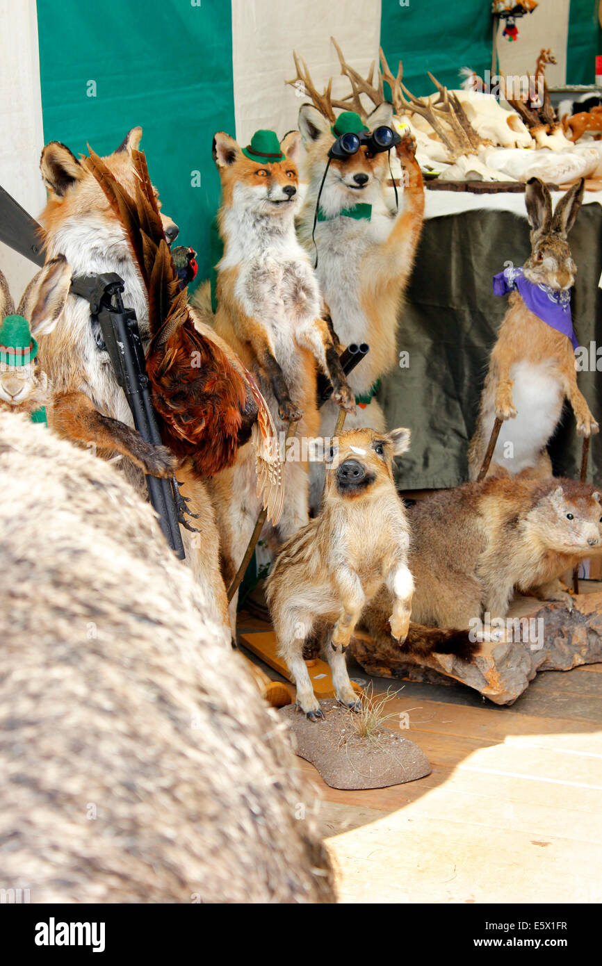 CLA Blenheim Country Fair Woodstock Tier sammeln Stockfoto