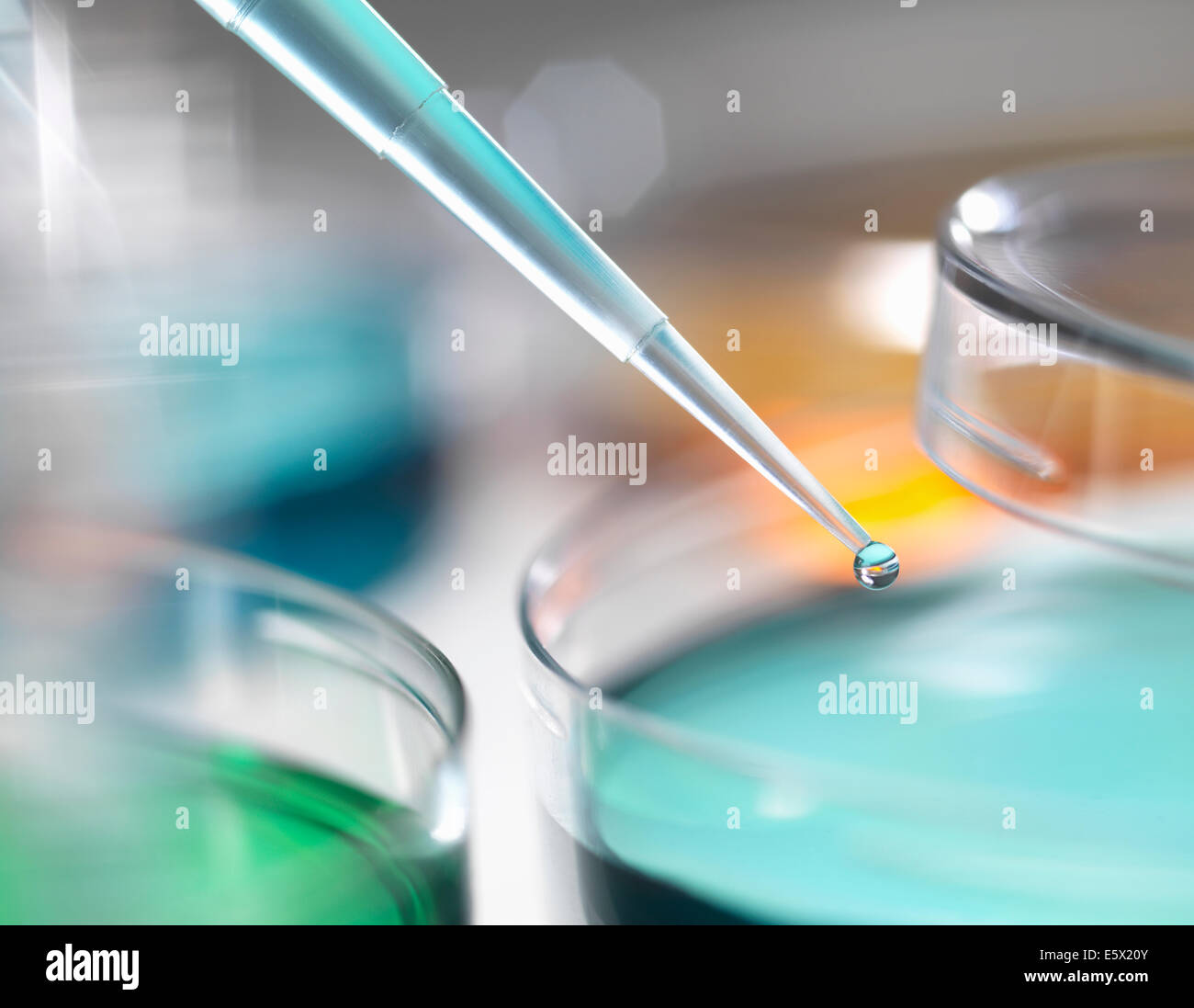 Wissenschaftler Pipettieren Probe in einer Petrischale in einem Labor Stockfoto