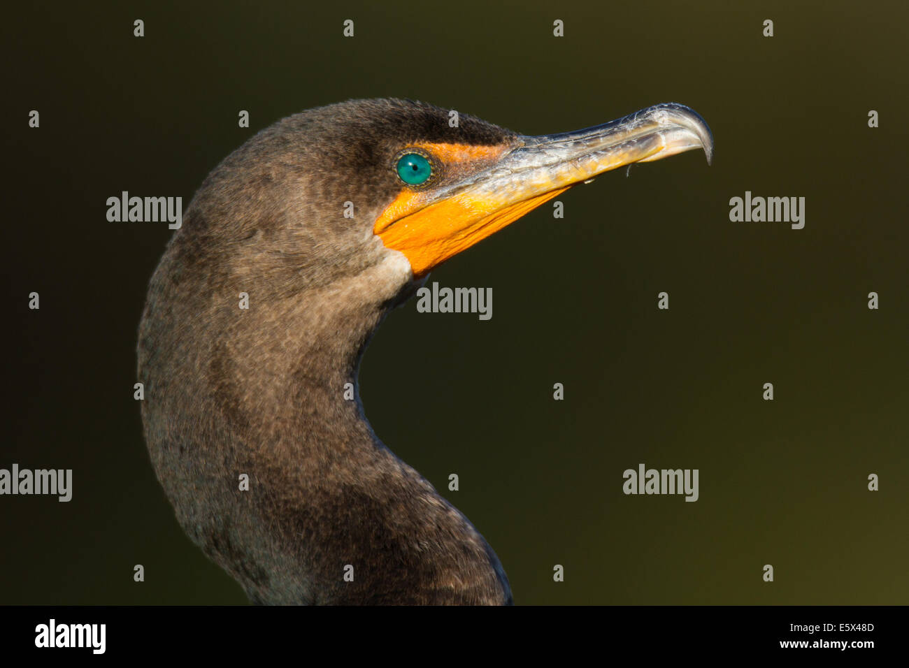 Doppel-crested Kormoran (Phalacrocorax Auritus) Stockfoto