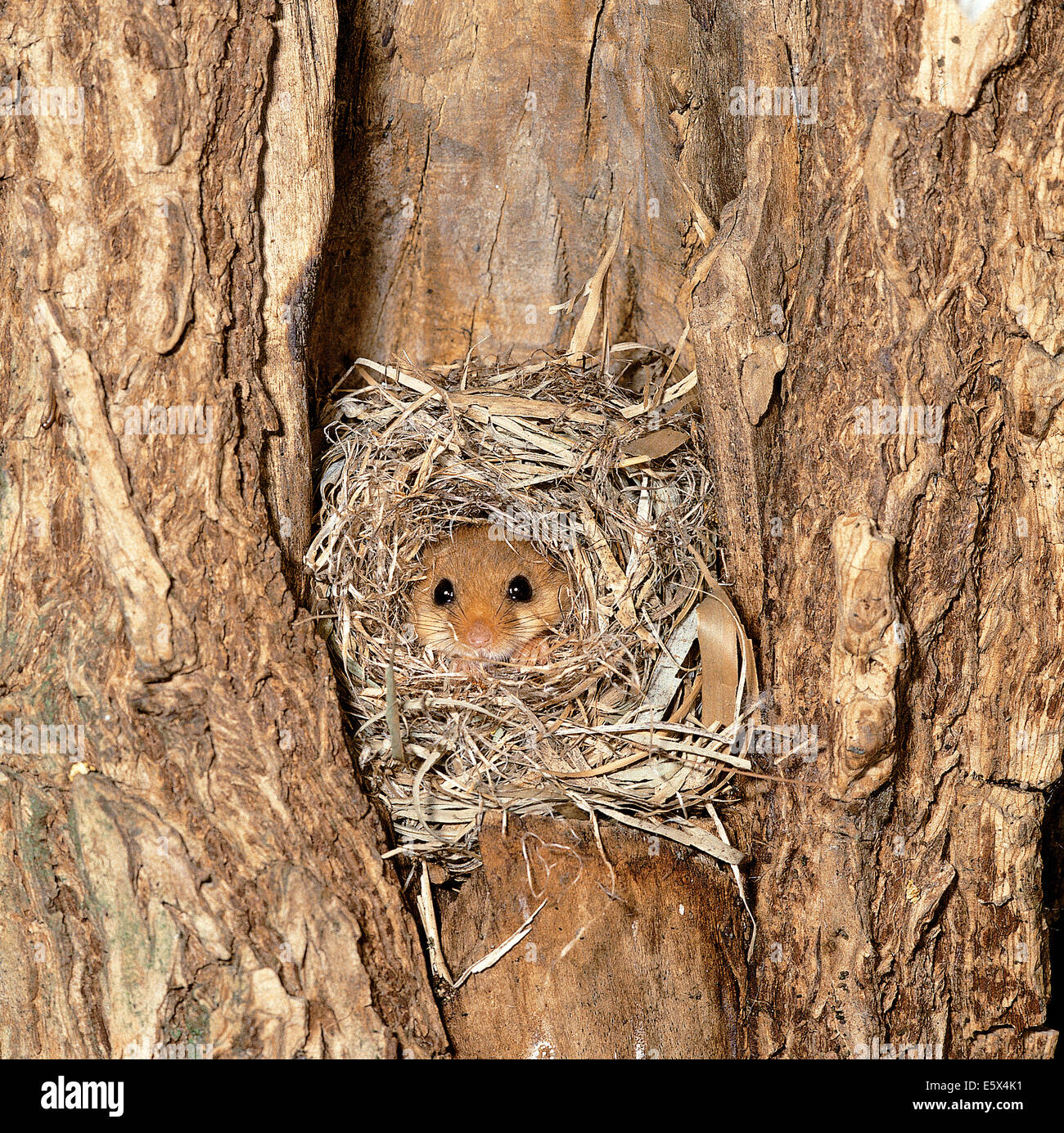 Hazel Dormouse (Muscardinus Avellanarius) in das nest Stockfoto