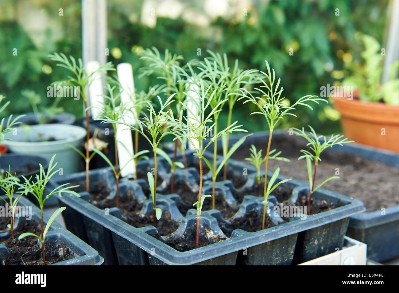 Young-Kosmos Pflanzen im Anzuchtkasten wächst in einem Gewächshaus  Stockfotografie - Alamy