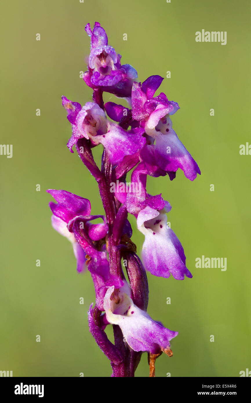 Frühe lila Orchidee (Orchis Mascula) Stockfoto