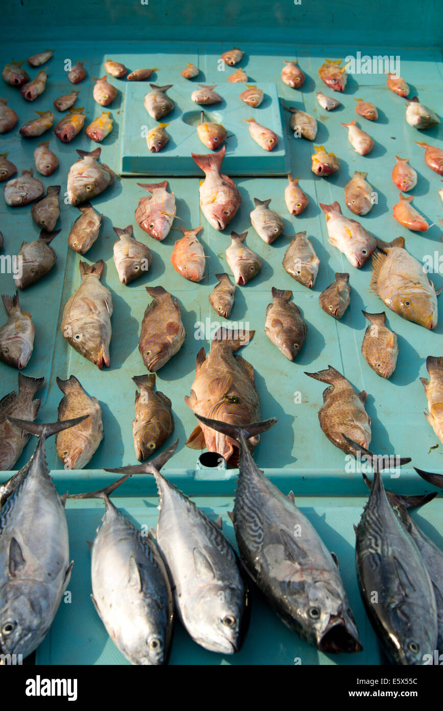 Fische im Boot am Markt Stockfoto