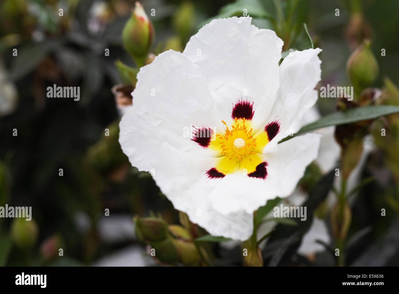 Cistus Ladanifer. Gum Zistrosen Blume. Stockfoto