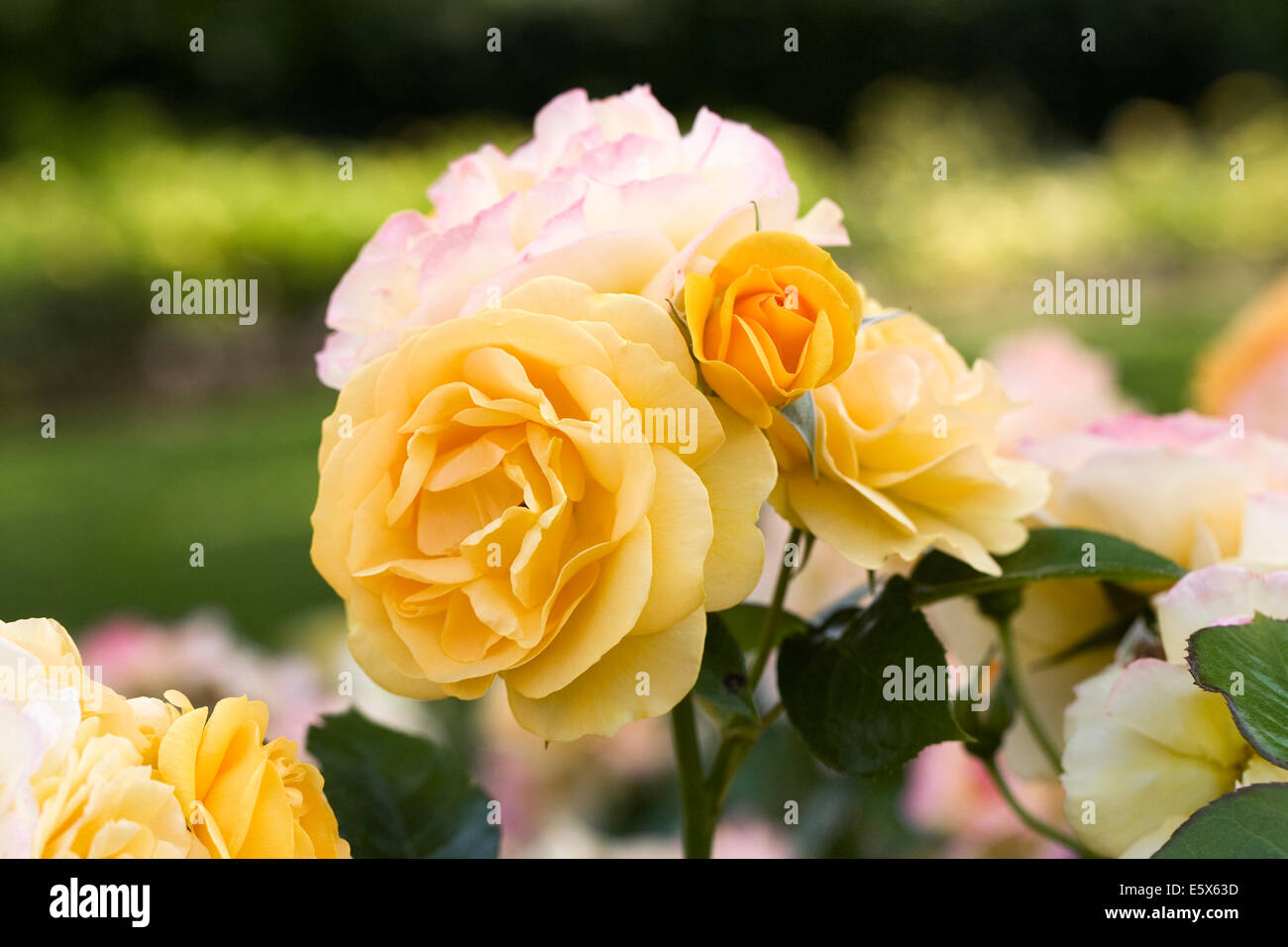 Rosa "Absolutely Fabulous" (Wekvossutono). Goldene gelbe Rose in einem englischen Garten. Stockfoto