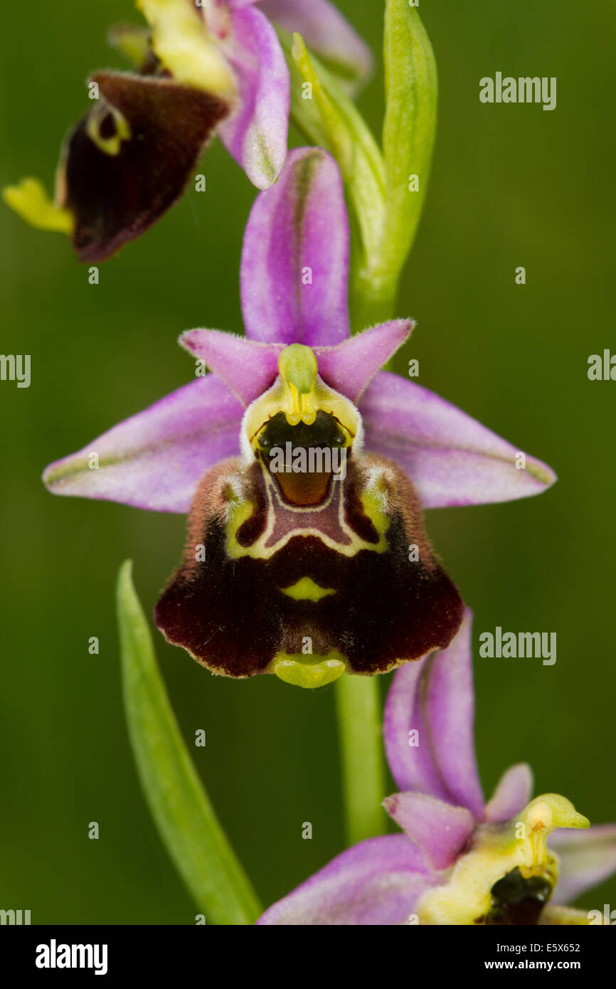 Späten Spider Orchid (Ophrys Fuciflora) Stockfoto