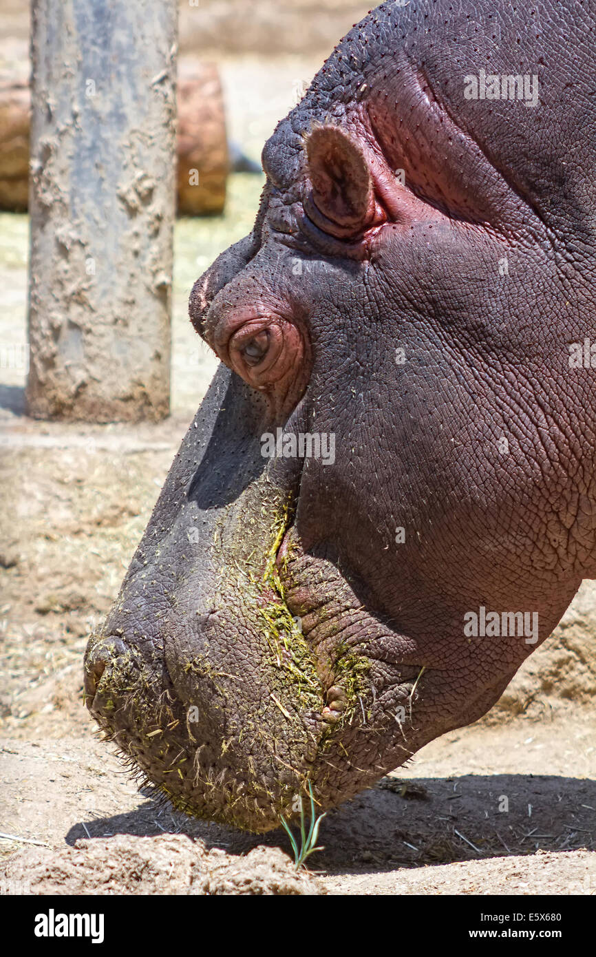 Afrikanische Flusspferd auf Nahrungssuche Stockfoto