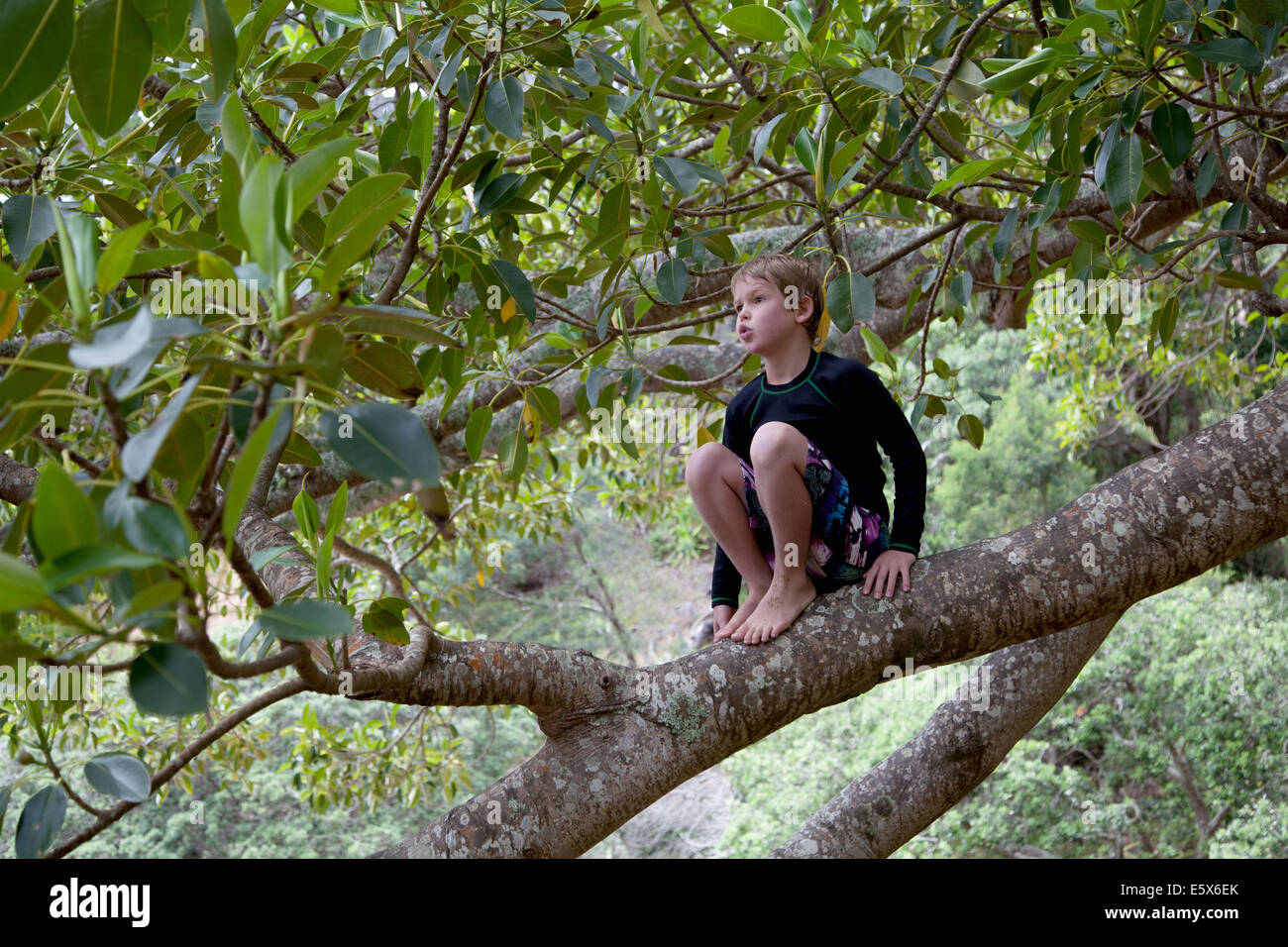 Junge im Baum sitzen und den Blick Stockfoto