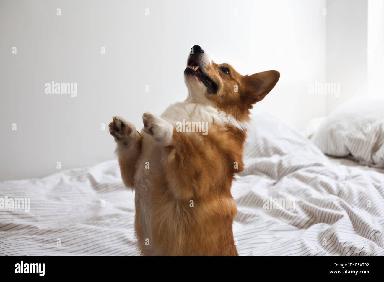 Porträt von niedlichen Corgi Hund balancieren auf Hinterbeinen auf Bett Stockfoto