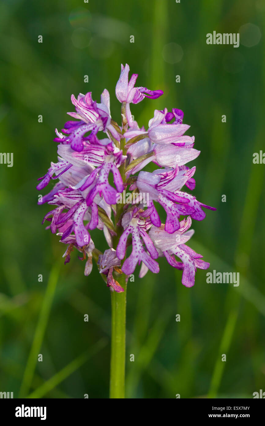 Militärische Orchidee (Orchis Militaris) Stockfoto