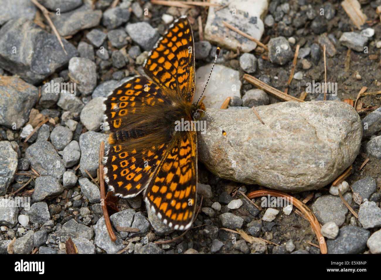 Glanville Fritillary (Melitaea Cinxia) sonnen sich auf dem Boden Stockfoto