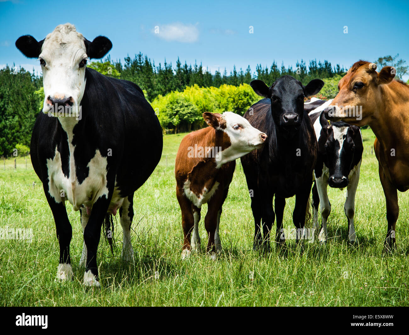 Rinder auf dem Bauernhof Hereford friesische Kreuz Stockfoto