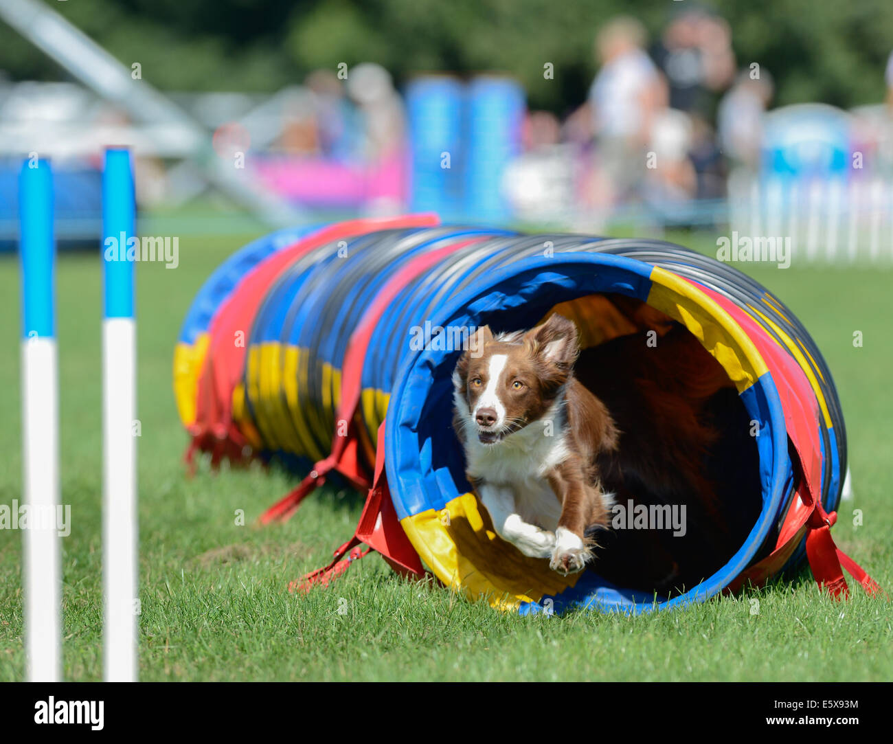 Rockingham Castle, Corby, Northants, Großbritannien. 7. August 2014. Hunde aus der ganzen Welt (vor allem England, aber auch anderen europäischen Ländern als auch Japan und Mexiko) zeigen ihre Beweglichkeit in Rockingham Castle, Corby, England auf dem internationalen Festival organisiert von der Kennel Club von 7 bis 10 august 2014. Bildnachweis: Vermischtes/Alamy Live News Stockfoto