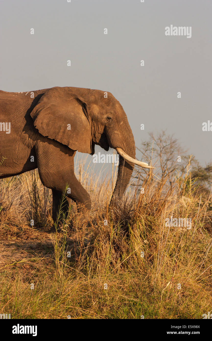 Einen afrikanischen Elefanten genießen einige Vegetation in der Nähe des Sambesi Stockfoto
