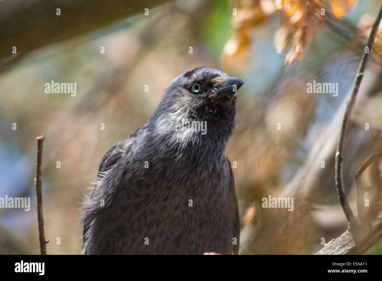 glänzend schwarzer Vogel mit blauen Augen Stockfoto