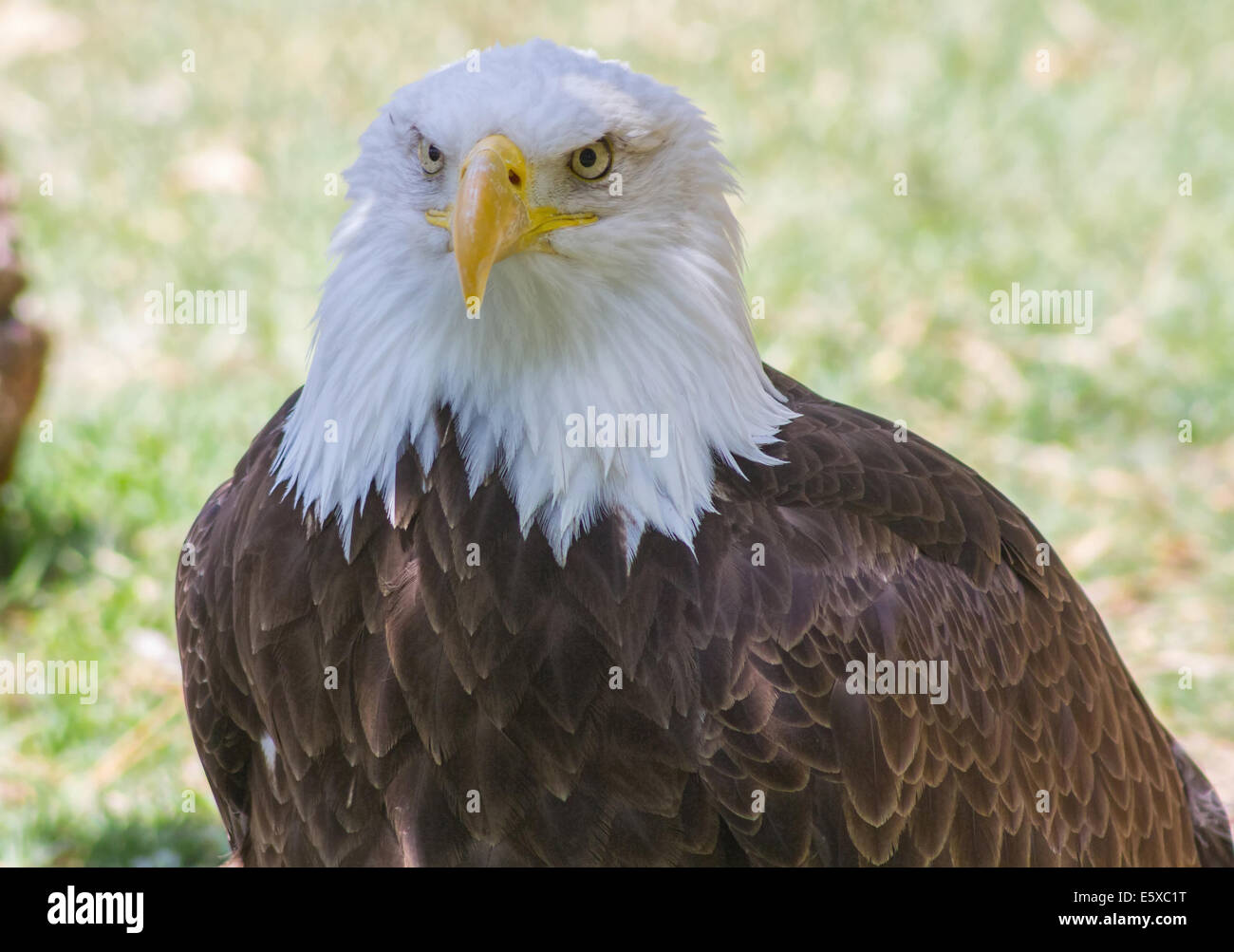 Weißkopf-Seeadler oder weißen Kopf (Haliaeetus Leucocephalus) Stockfoto