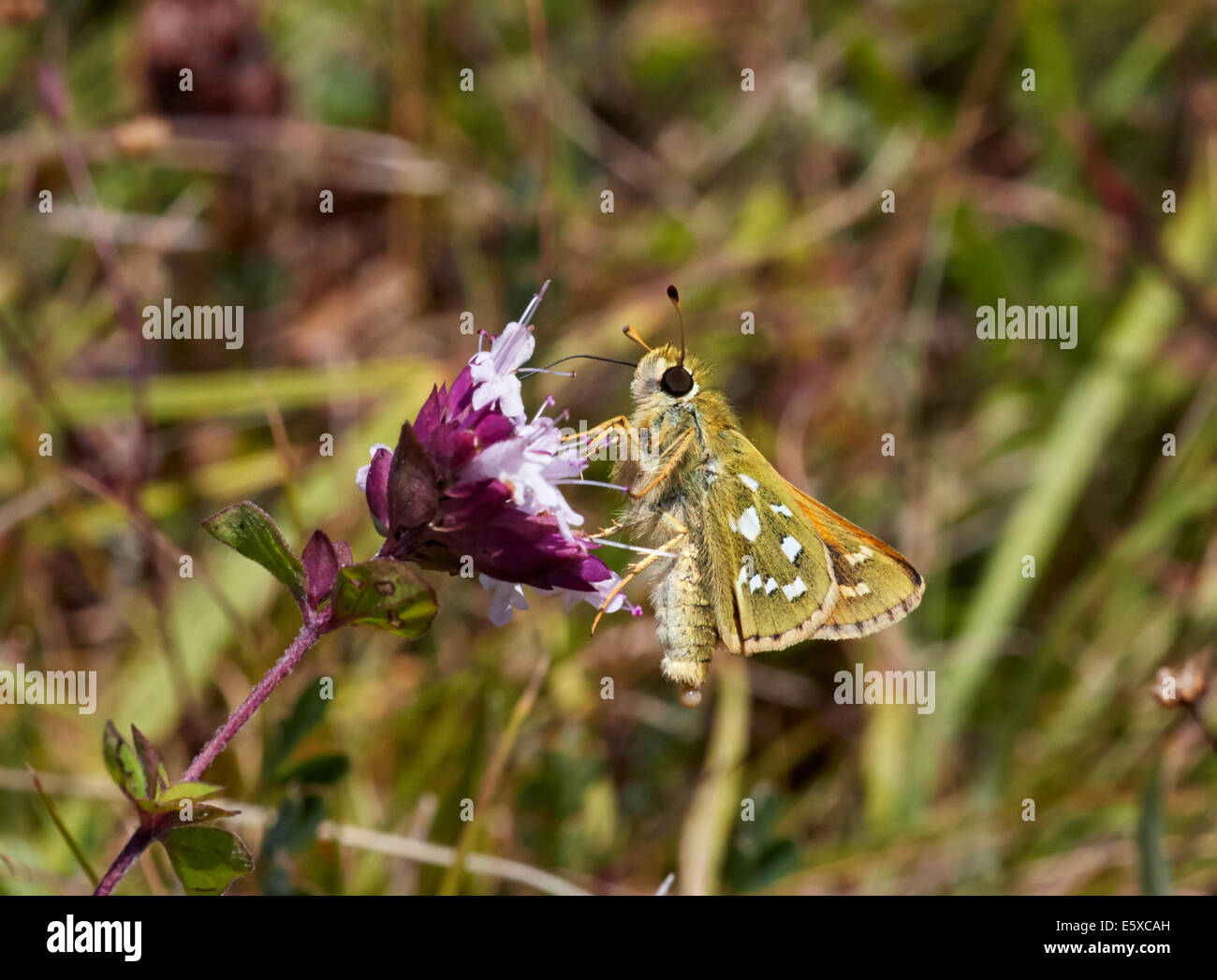 Silber-spotted Skipper auf wilden Majoran Blume. Denbies Hang, gemeinsame Ranmore, Surrey, England. Stockfoto